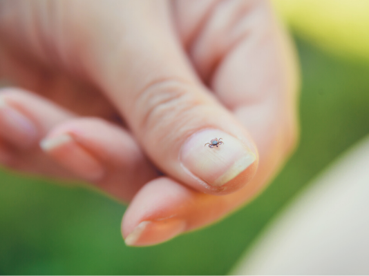 how to prevent ticks