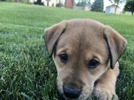 adopting a pet fargo