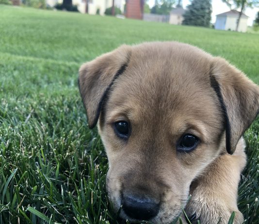 adopting a pet fargo