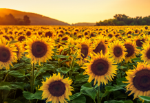 sunflower fields near fargo