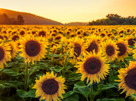 sunflower fields near fargo