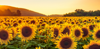 sunflower fields near fargo