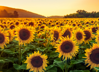 sunflower fields near fargo