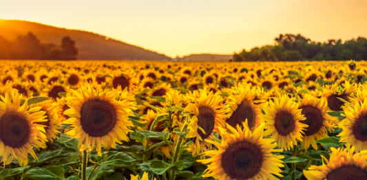 sunflower fields near fargo