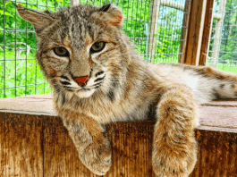 trowbridge creek zoo