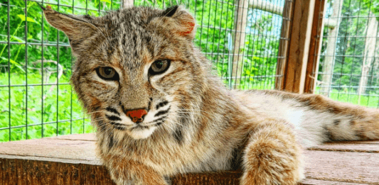trowbridge creek zoo