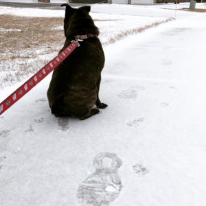 Running with Dogs