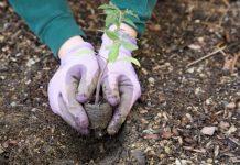 Community garden