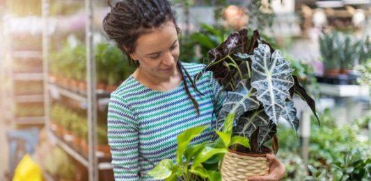 Plants and nurseries