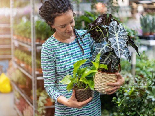 Plants and nurseries