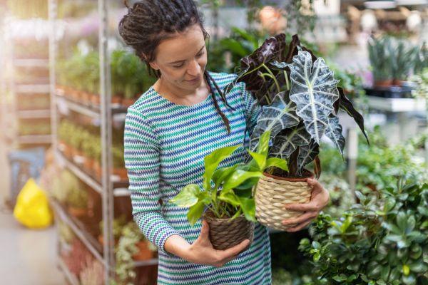 Plants and nurseries 