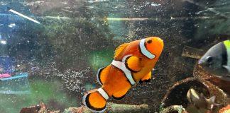 Clownfish in Rubbish Reef