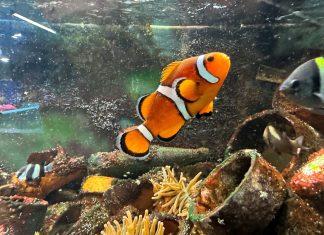 Clownfish in Rubbish Reef