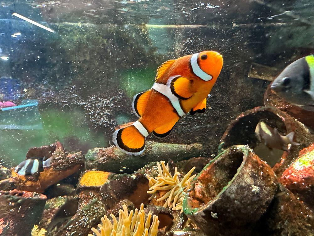 Clownfish in Rubbish Reef