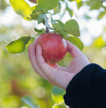 apple orchards in Fargo