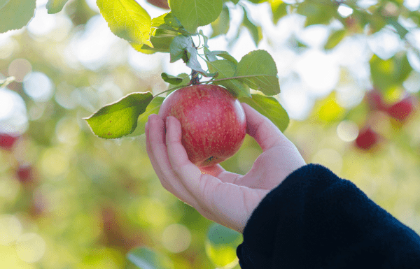 apple orchards in Fargo