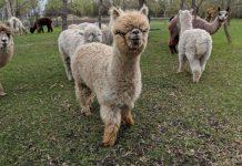 Ten Seven Acres Alpaca Farm.