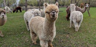 Ten Seven Acres Alpaca Farm.