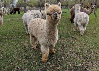 Ten Seven Acres Alpaca Farm.