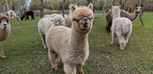 Ten Seven Acres Alpaca Farm.
