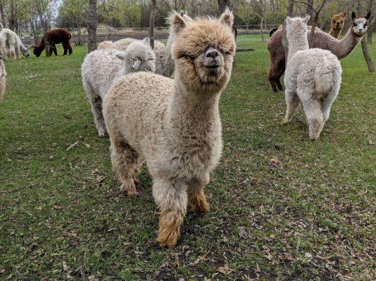Ten Seven Acres Alpaca Farm.