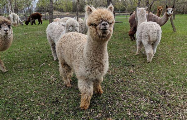 Meet Alpacas at Ten Seven Acres Farm | Open Farm Days Fall 2026 Ten Seven Acres Alpaca Farm.