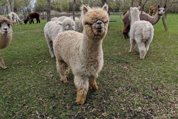 Ten Seven Acres Alpaca Farm.