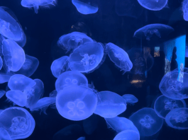 Aquariums Near Fargo That Are Worth the Drive
