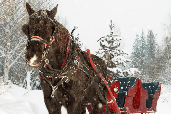sleigh rides in fargo