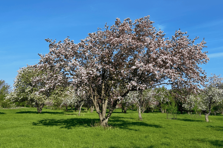 Explore with Kids: Orchard Glen Park & Forest River Park