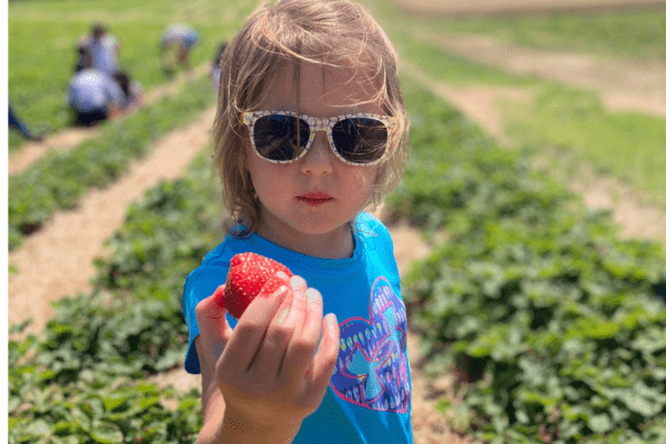 country blossom farm berry picking