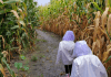 Corn Mazes in Fargo, Moorhead & Beyond corn maze fargo