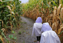 Corn Mazes in Fargo, Moorhead & Beyond corn maze fargo
