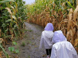 corn maze fargo