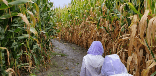 corn maze fargo