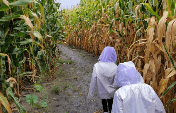 corn maze fargo