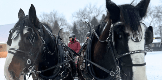 Where to Get Sleigh Rides in Fargo & Moorhead 2025 sleigh rides fargo