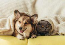 Pets