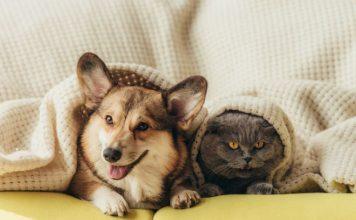 Pets