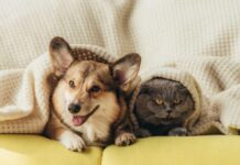 Pets