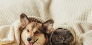 Pets