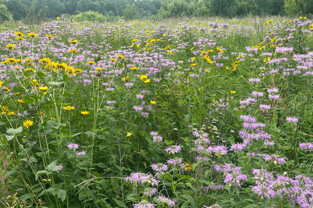 Lion's Conservancy Park Fargo