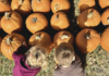Explore with Kids: Lil’ Bitz Pumpkin Patch lil bitz pumpkin patch