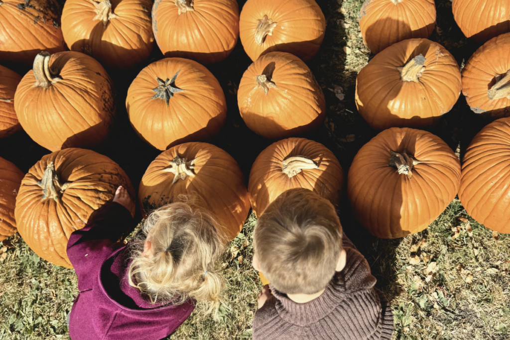 lil bitz pumpkin patch