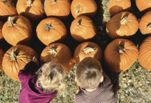 lil bitz pumpkin patch