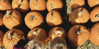 lil bitz pumpkin patch