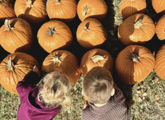 lil bitz pumpkin patch