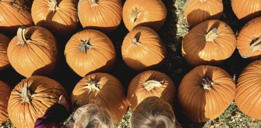 lil bitz pumpkin patch