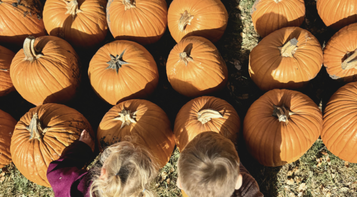 lil bitz pumpkin patch