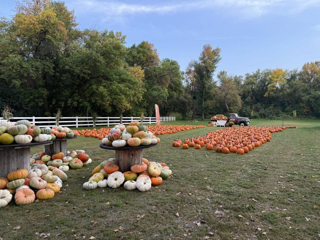 buffalo River pumpkin patch